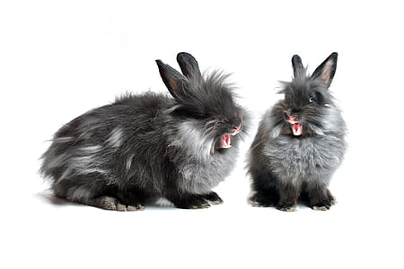 two gray-and-black rabbits