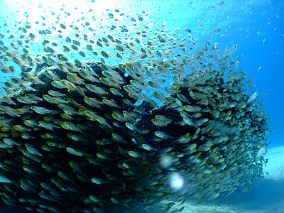 school of gray fish under water