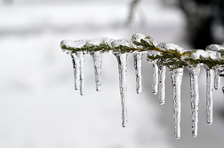 icicles on tree branch in closeup photo