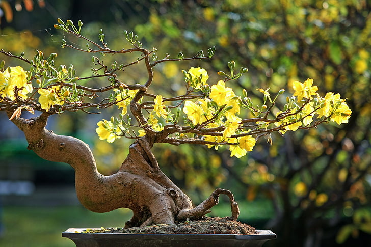 yellow flowering bonsai tree close up photo
