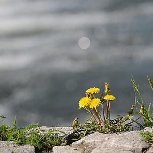 yellow daisy flowers on rock