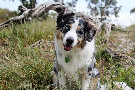adult white, black, and brown Australian shepherd sits on grass field at daytime