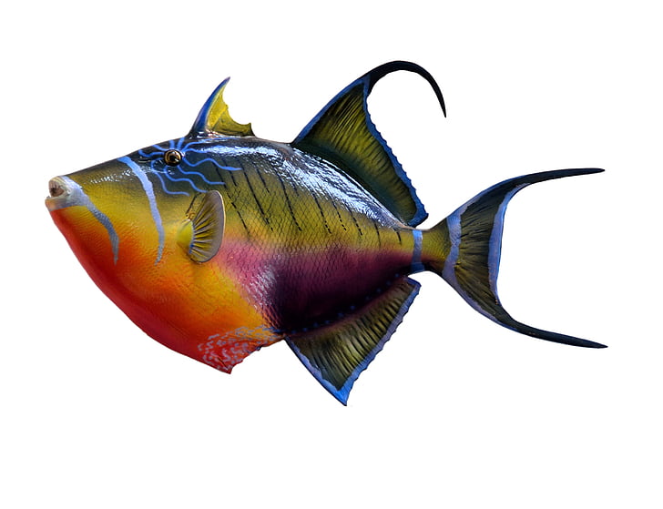 multicolored fish with white background