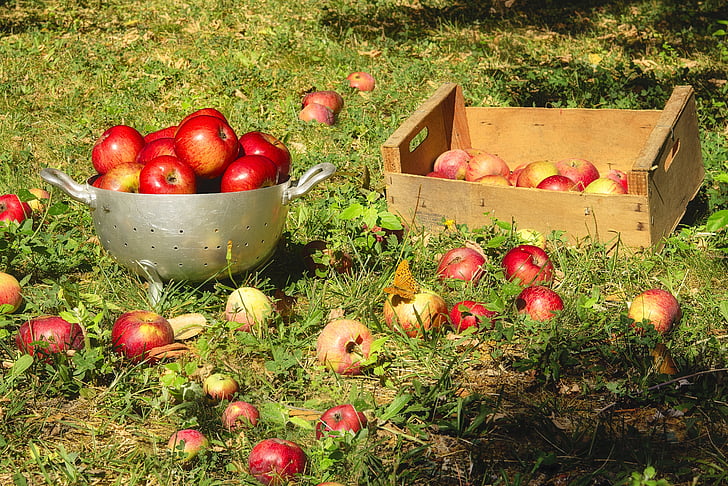 red apples on tray during daytime