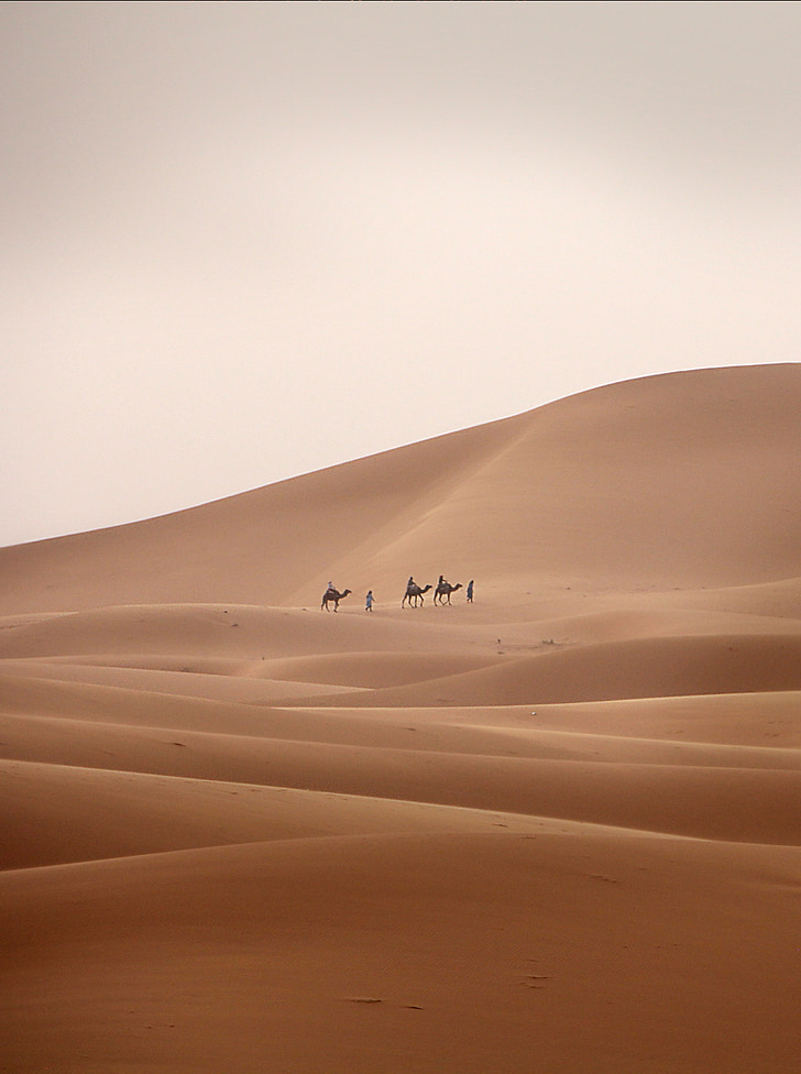three person riding on camel beside man walking on sand