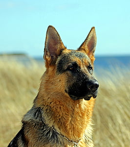 shallow focus photography of German shepherd
