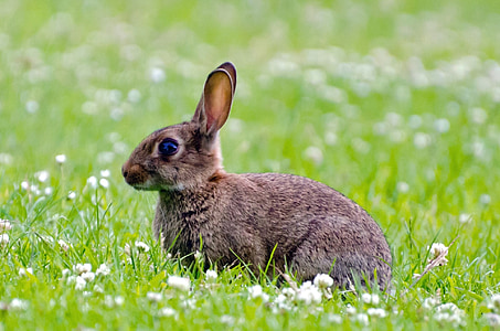 photo of black rabbit on green grass during daytime