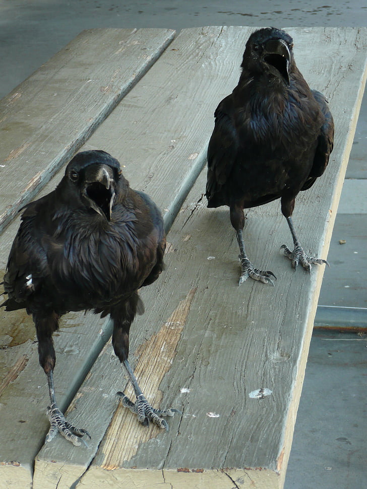two short-beak black birds on table