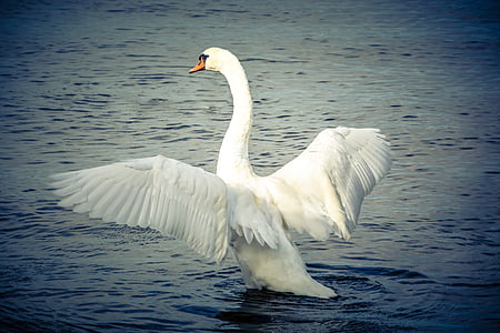 photo of swan in body of water during daytime