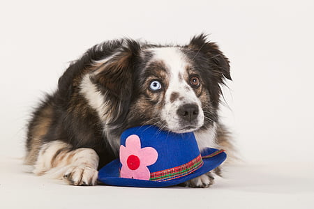 adult white, brown, and black Australian shepherd lying on white floor with blue fedora hat close-up photo