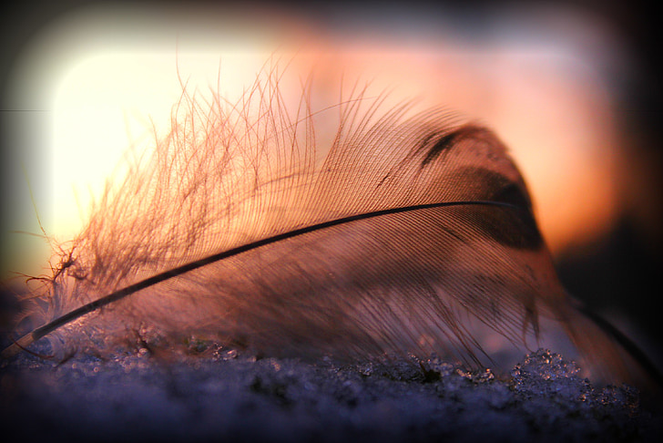 closeup photo of feather