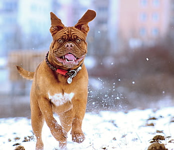 brown and white dog running on snow