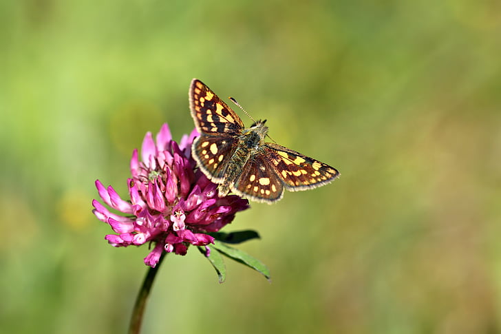 close up photo of brown and yellow butterfly on pink cluster flower