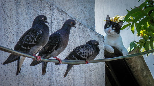 three black pigeons