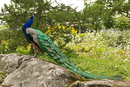 green, blue, and gray peacock on gray rock