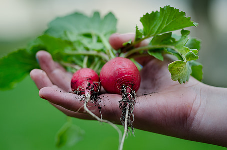 person holding red radishes
