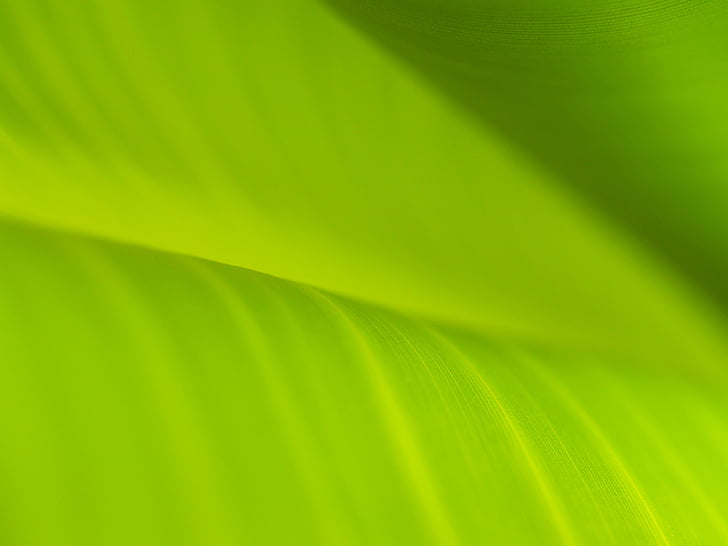 background, banana leaves, drop, element, environment, environmental