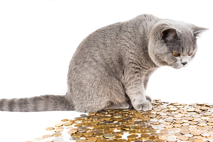 gray tabby cat on on coins