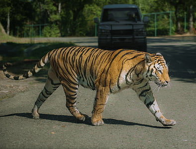tiger on gray concrete ground during daytime