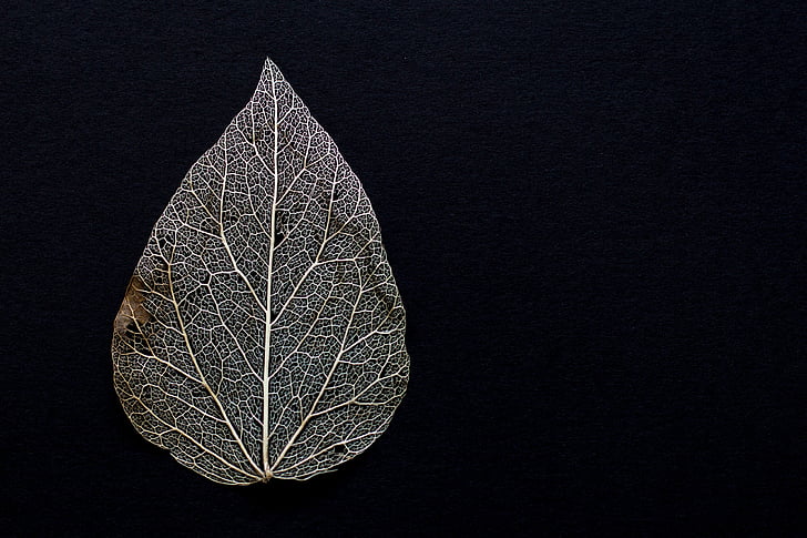 close-up of grey leaf against black background