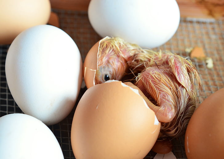 yellow chick hatching beside white eggs at daytime