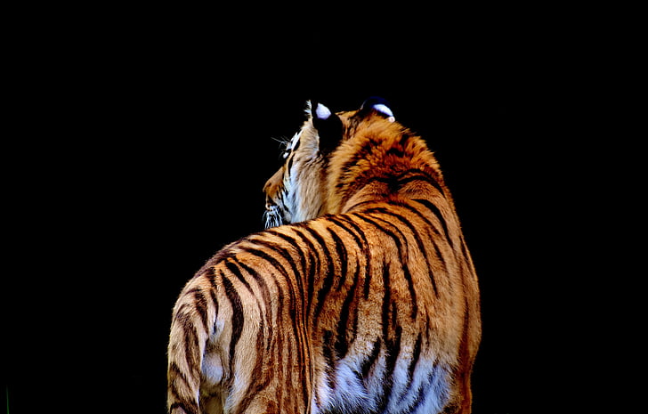 brown tiger with black background