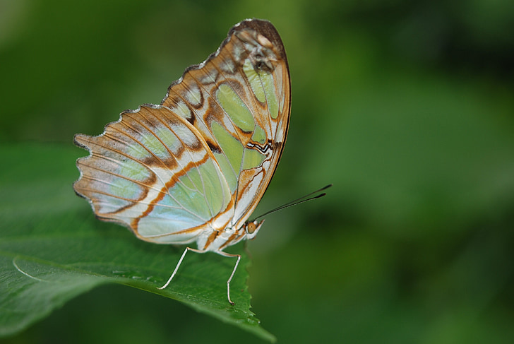 selective focus photography of green and brown butterfly perched on green leaf
