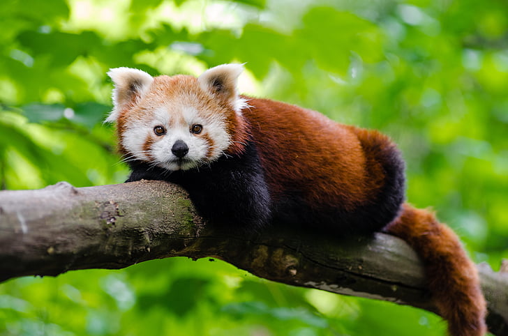 photo of brown and beige red panda on tree