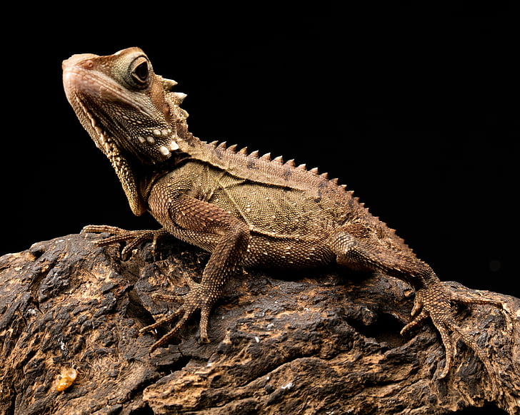 wildlife photography of brown iguana on brown rock