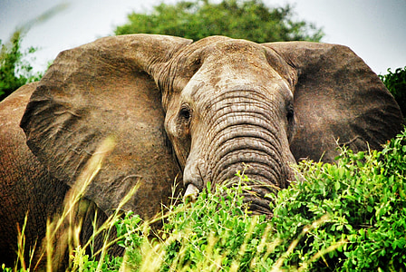 gray elephant eating grass during daytime