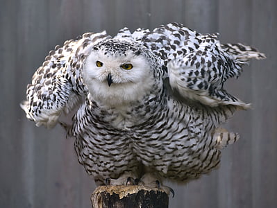 selective focus photography of white and black owl standing on brown surface