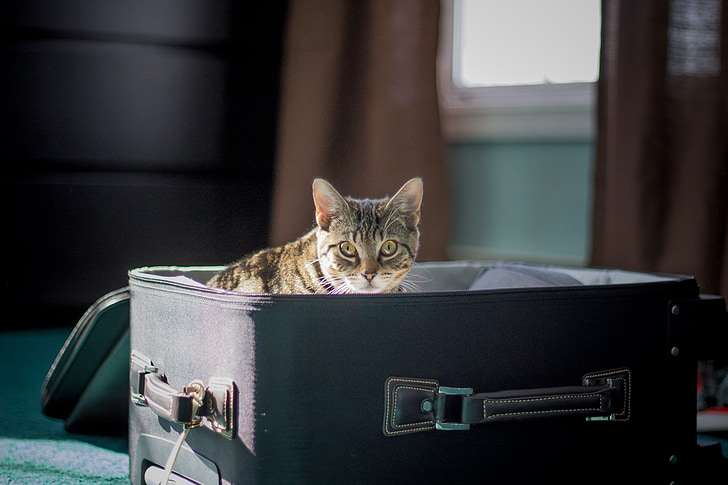 brown tabby cat on suitcase