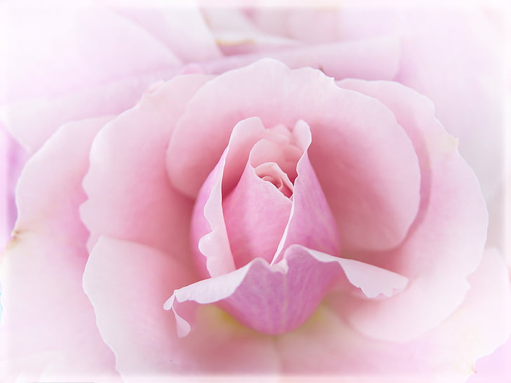 rose-pink-macro-close-preview.jpg