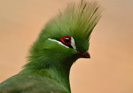 closeup photography of green turaco bird