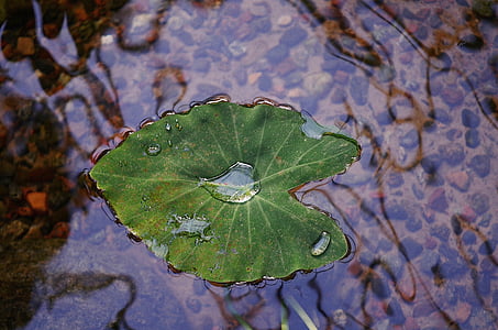 taro leaf floating on clear water
