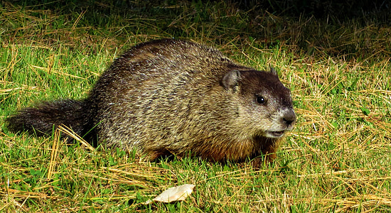 brown rodent resting on green grass