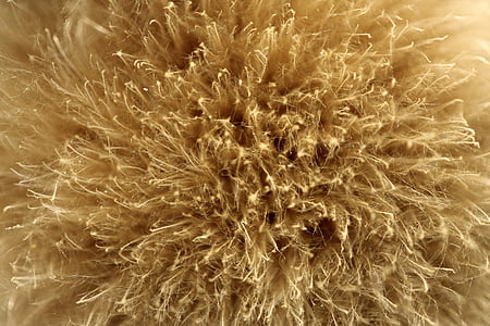 closeup photo of brown dried grass