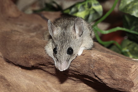 closeup photo of black and white mouse