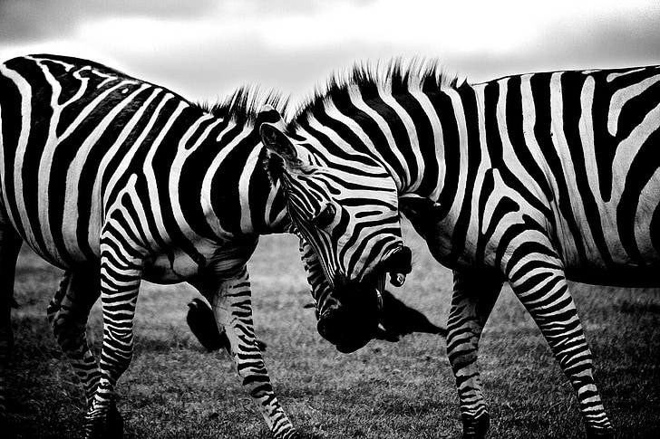 grayscale photo of two zebras fighting