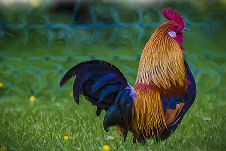 selective focus photography of rooster