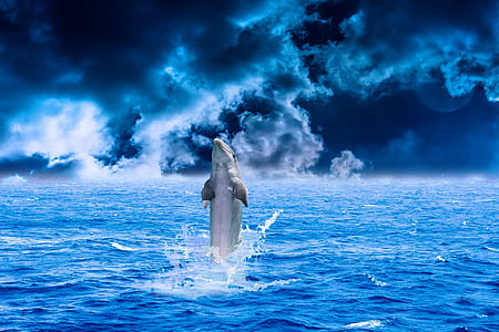 gray dolphin in blue body of water