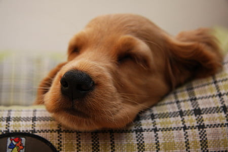 dark golden retriever puppy prone lying on textile