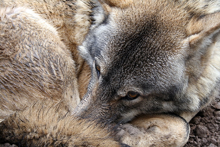 Royalty-Free photo: Brown wolf | PickPik