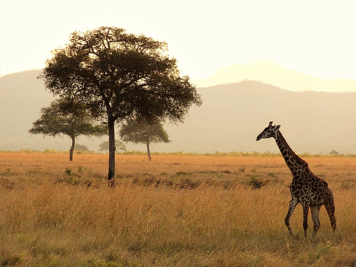 giraffe near to tree