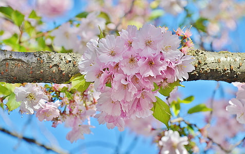 pink cherry blossoms in selective focus photography