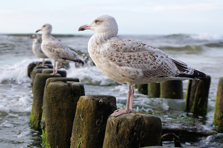 three seagulls on wood posts surrounded by ocean during daytime