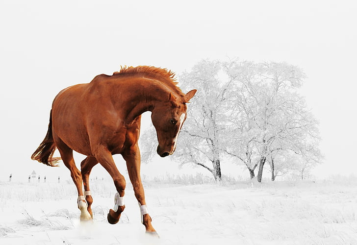 photo of galloping brown horse with white tree as background