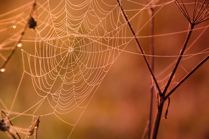 shallow focus photography of spiderweb on brown branches