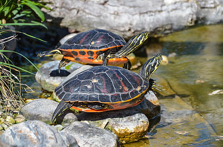 two orange-and-black turtles on rock formations