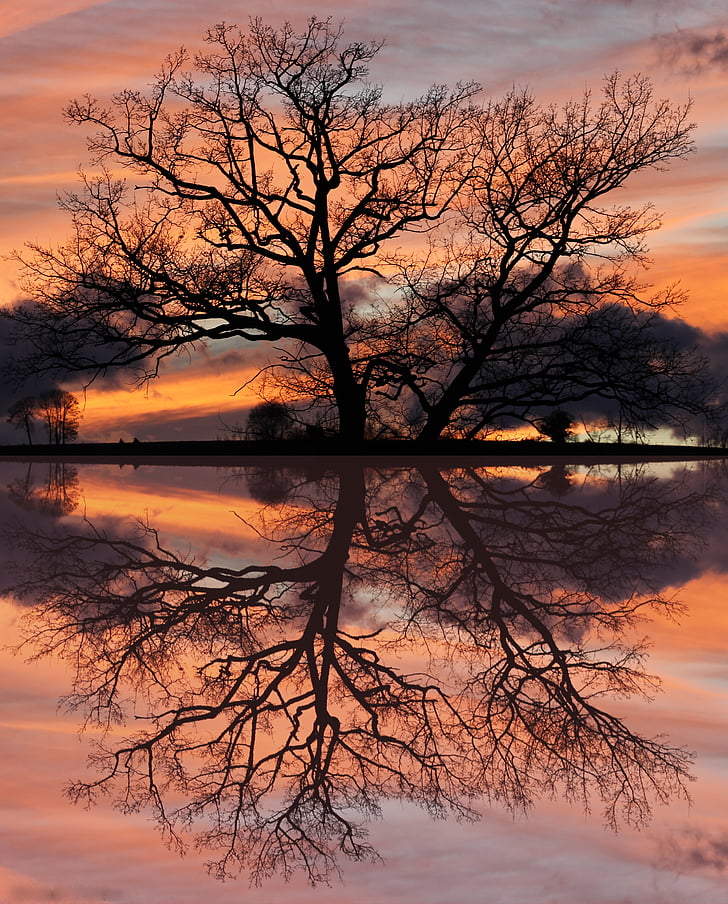 panoramic photo of bare tree silhouette during golden hour